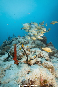 Playa del Carmen, Mexico by Antonio Venturelli 